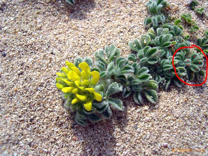 Piantina strisciante sulla sabbia